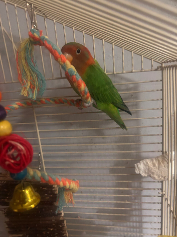 In need of a new home