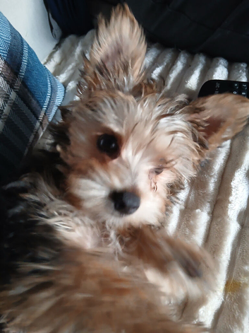 Boy Yorkshire terrier