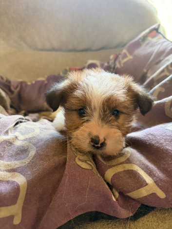 traditional Jack Russell puppies