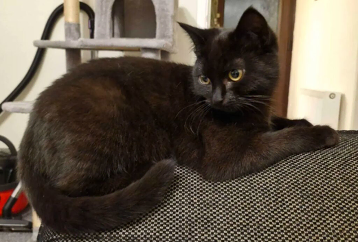 black female kitten to be rehomed