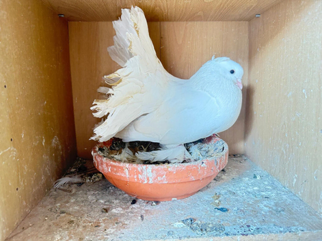 Indian fantails