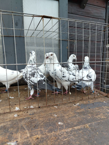 Tiger grizzle pigeons