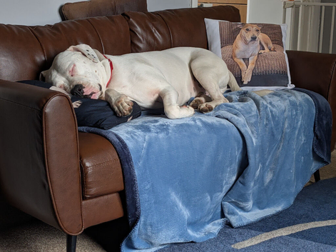 Urgent rehoming needed