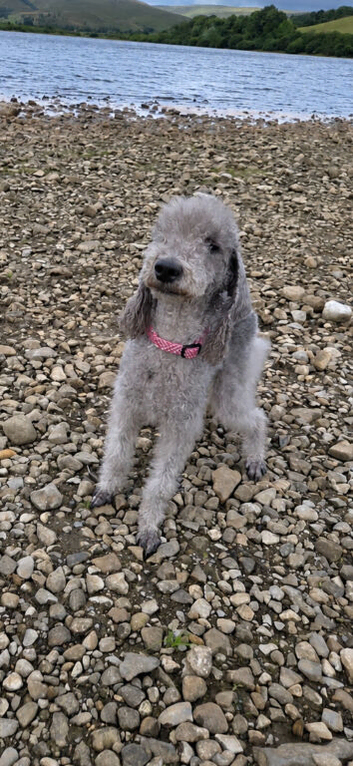 2 year old bedlington terrier