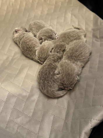 Stunning Lilac chunky british short hair kittens
