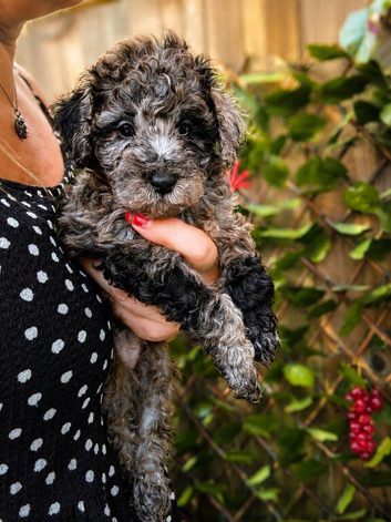 Gorgeous mini / toy poodle puppies