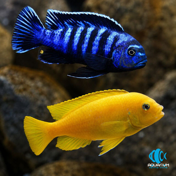 Looking for Salousi cichlids