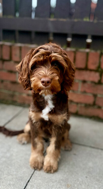 Cockerpoo/spaniel Girl for sale