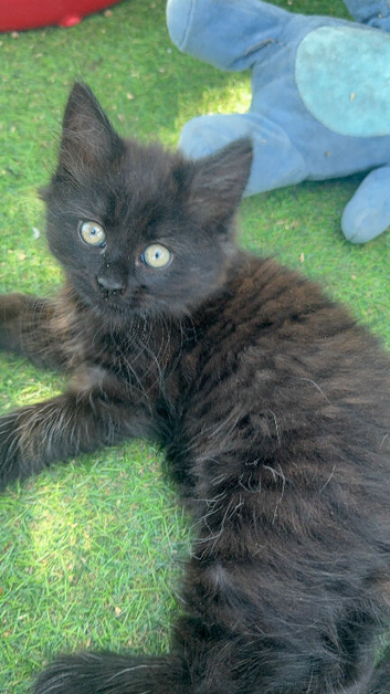 Adorable longhaired Black with Ghost Tabby Markings