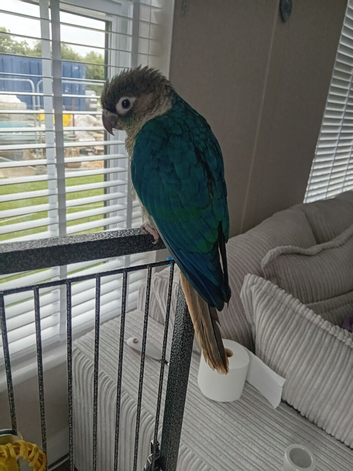 GC Conure turquoise and cinnamon