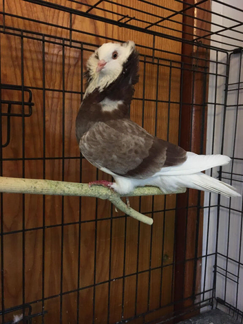 Young  Old Dutch Capuchine  for  Rehome.