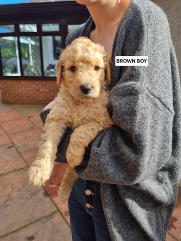 LAST REMAINING F2b Goldendoodle puppies
