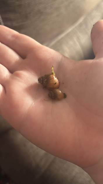 African land snail baby's