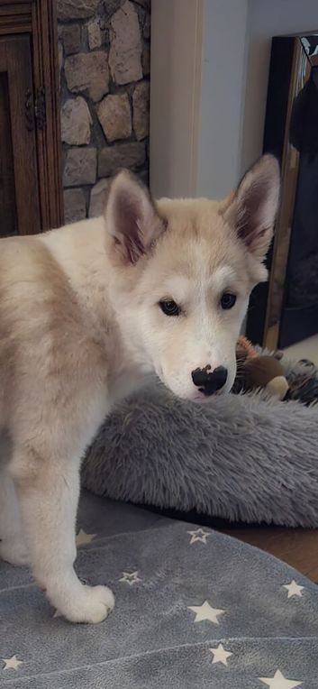 Beautiful AkitaMute for sale