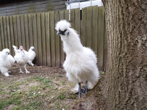 Silkie cockerels and Mixed cockerels