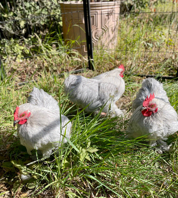 Beautiful purebred lavender pekin bantam cockerels 14 weeks