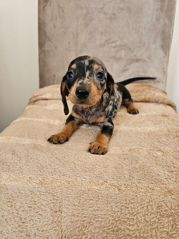 Miniture Dachshund puppies