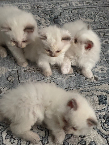 Simba family