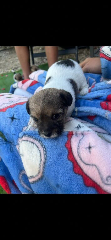 Miniature jack Russell puppies ready for there forever home