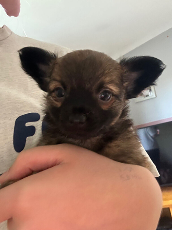 1 male long haired chihuahua puppy