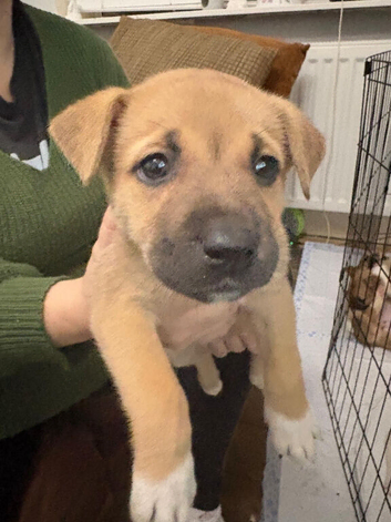 Bullkita puppies