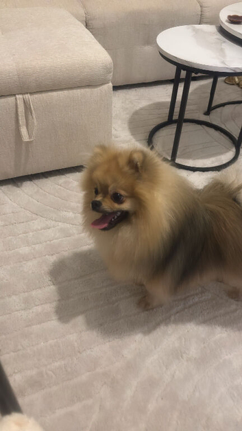 A beautiful multicoloured Pomeranian looking for a new home