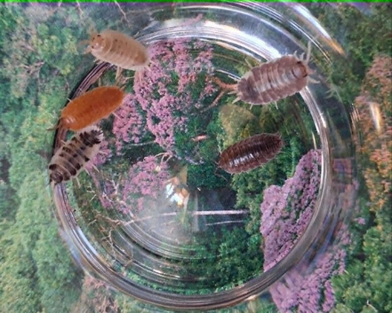 Swift Woodlice, Porcellio laevis Isopods
