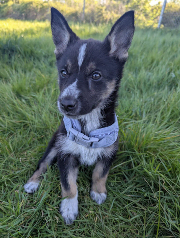 German shepherd x husky