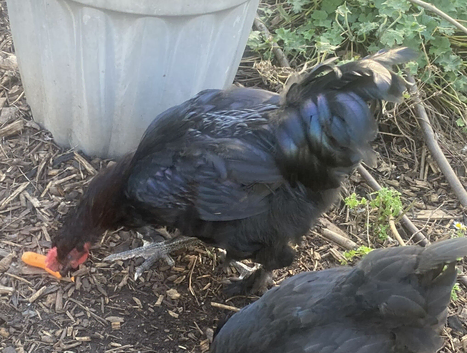 Hybrid Olive Egger Cockerel - 15 weeks old raised on organic feed in a natural garden