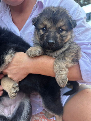 German shepherd puppys