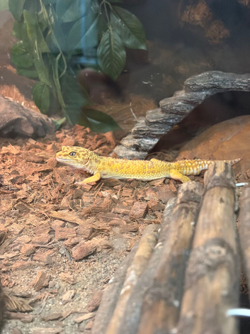 Breeding pair of leopard geckos