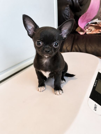 Chihuahua