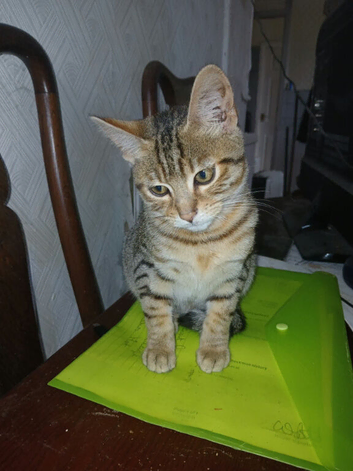 Bengal boy 10 weeks old