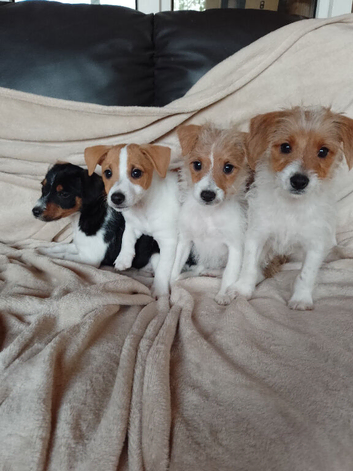 Jackrussell pups