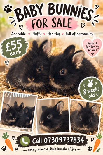 ONLY 2 BABY BUNNIES LEFT!