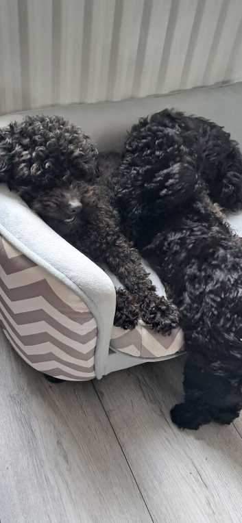 Miniature poodle boy