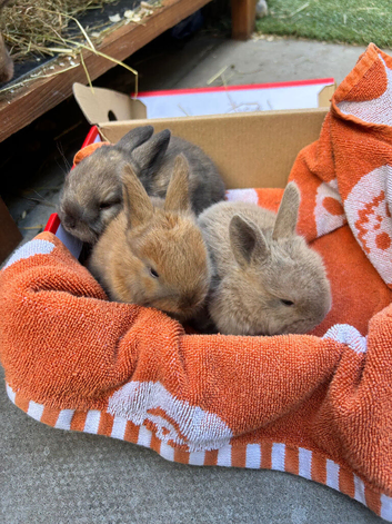 Mini lop rabbits ready 22nd November