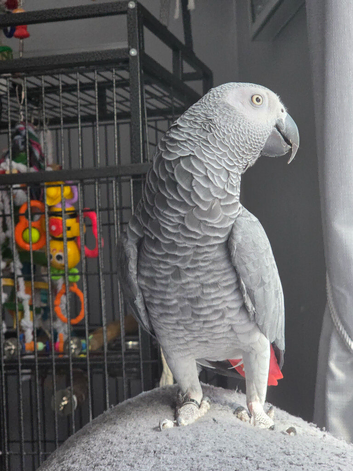 6 year old African grey parrot