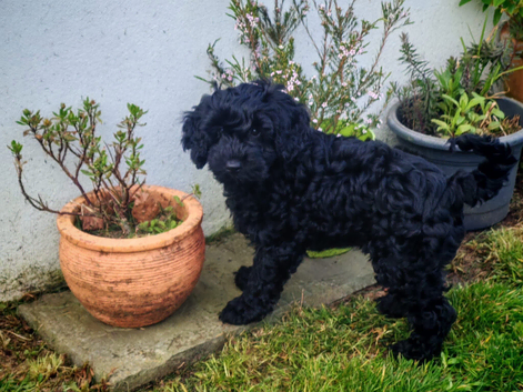 Lovely Cockapoo Puppy