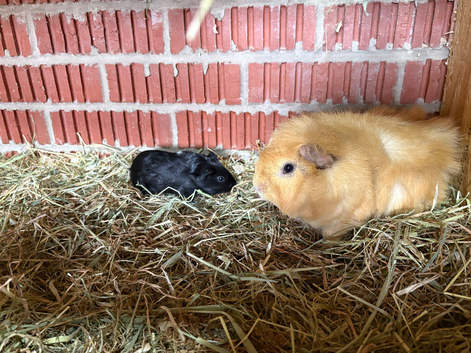 Male bonded boars