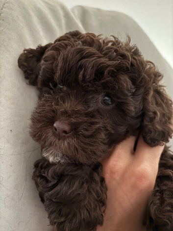 Chocolate shihpoo puppies