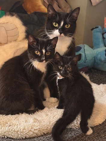 Male kittens