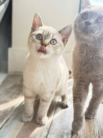 British shorthair
