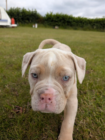 olde English bulldogge