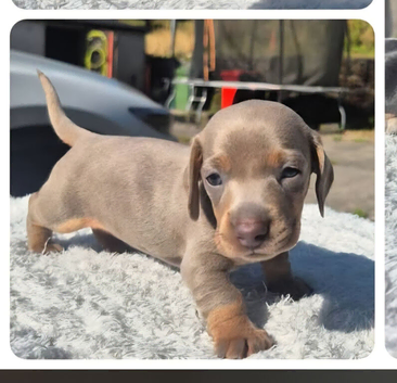 2 miniature dachshund girl