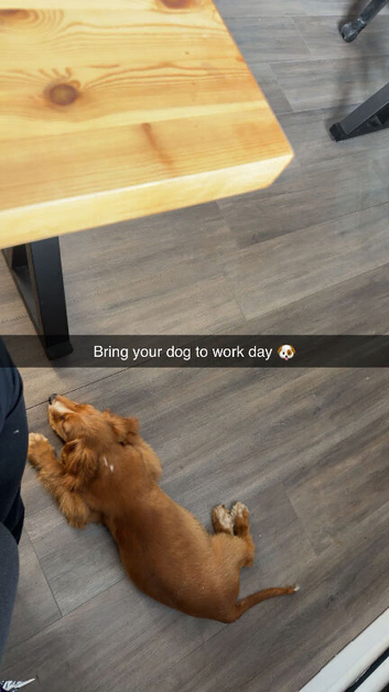 Cocker spaniel