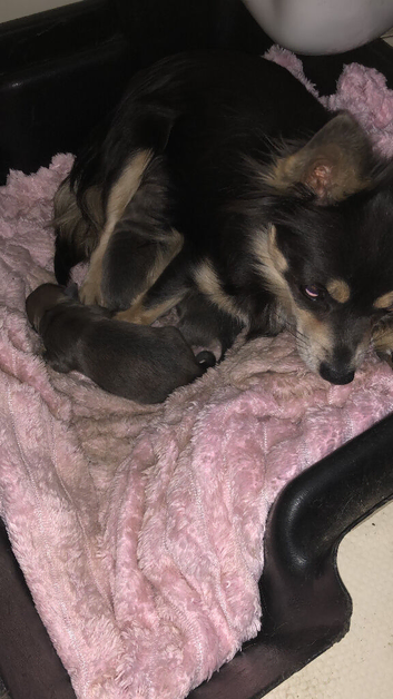 Pomchi puppies.