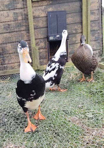 INDIAN RUNNER DUCK HATCHING EGGS