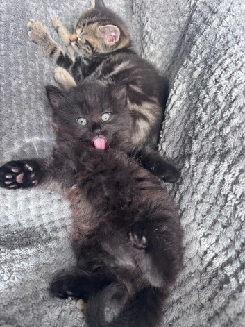 Adorable Kittens Looking for Their Forever Homes