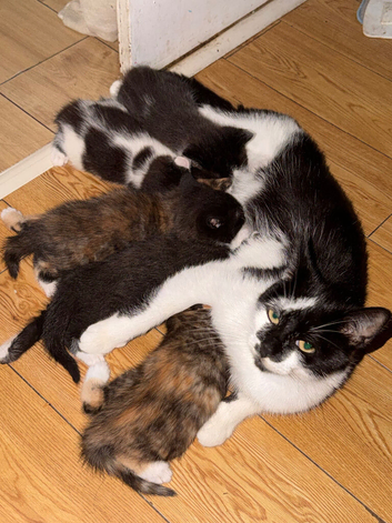 One kitten left